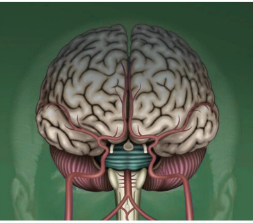 Corpus callosum