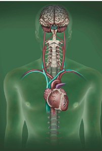 Nervous system image