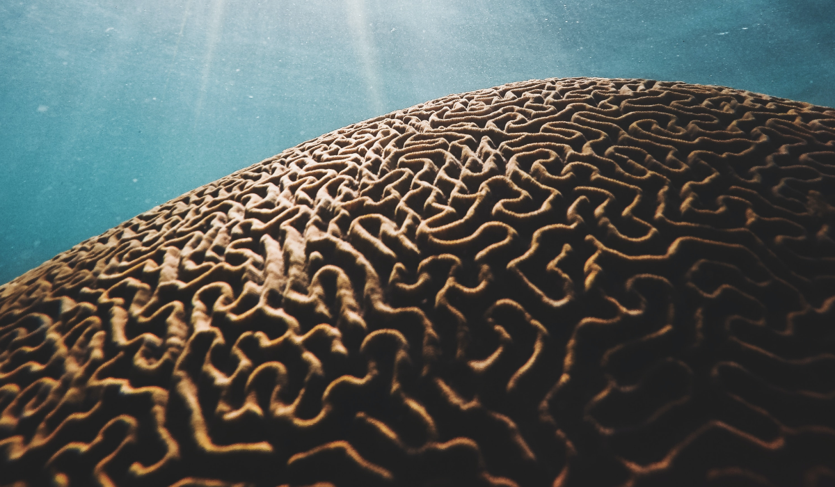 UNDERSTANDING NEURODIVERSITY-AFFIRMING THERAPY